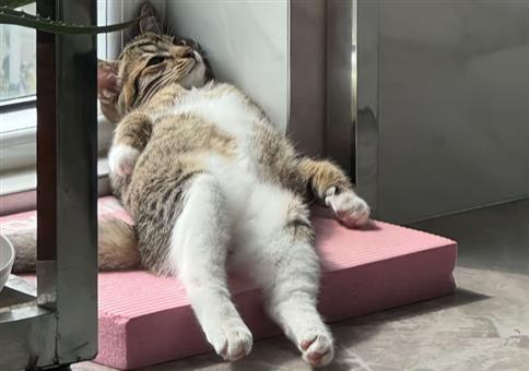 Picdump Nr. 955 (Hornoxe.com)