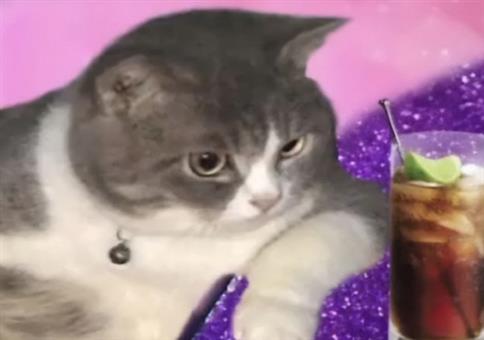 Picdump Nr. 956 (Hornoxe.com)