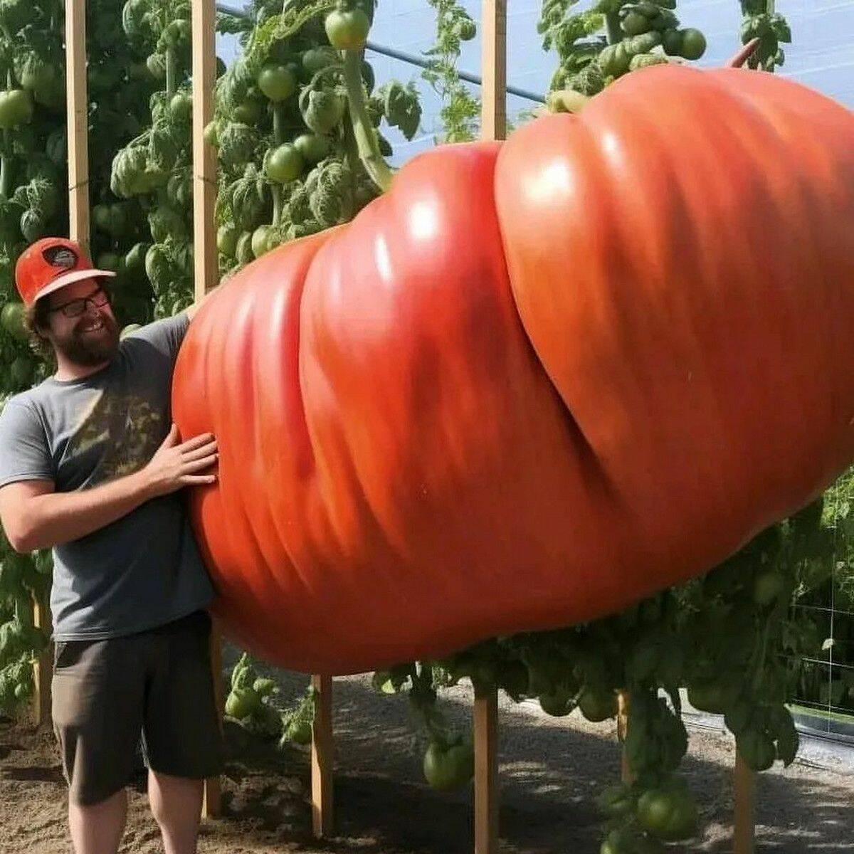 Picdump Nr. 251010 (Barnorama.com)