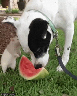 Gifdump Nr. 251010 (Barnorama.com)