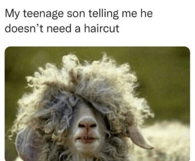 Picdump Nr. 39/2025 (Bildschirmarbeiter.com)