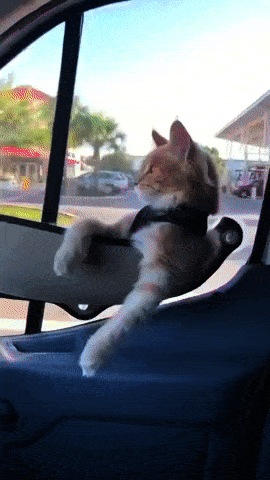 Gifdump Nr. 791 (TrendMutti.com)