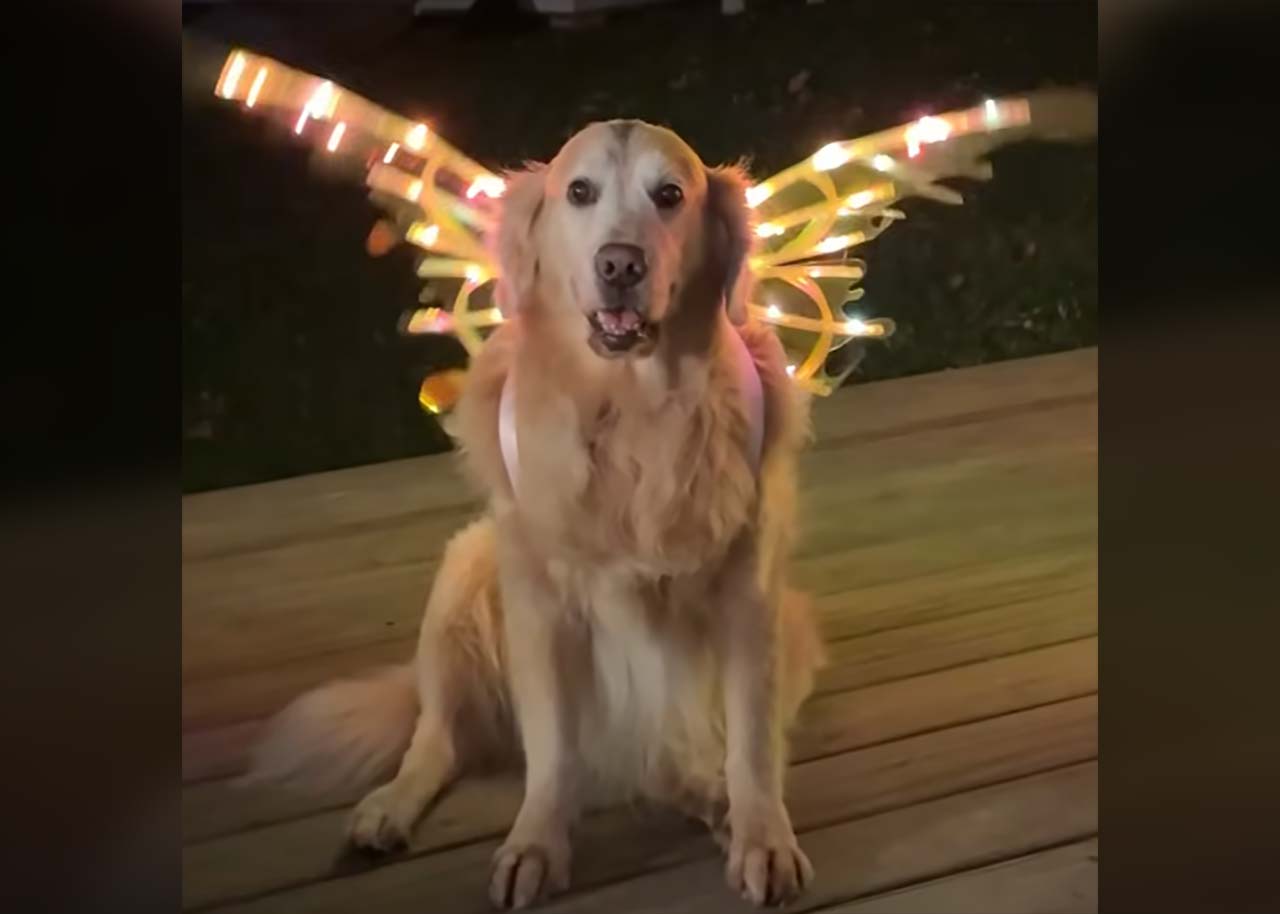 Fluffdump Nr. 113 (LangweileDich.net)