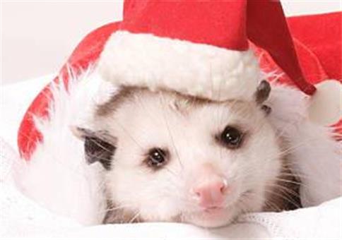 Picdump Nr. 963 (Hornoxe.com)