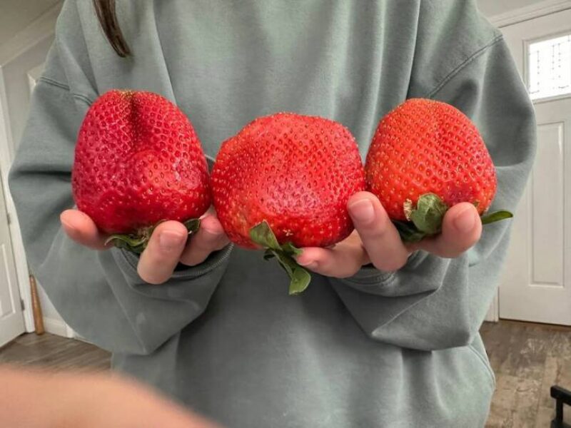 Picdump Nr. 4426 (Skoften.net)