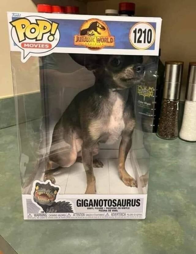 Picdump Nr. 51/2025 (Bildschirmarbeiter.com)