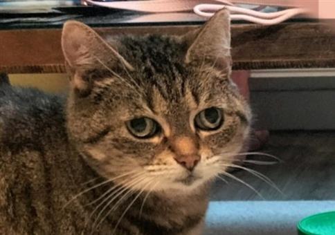 Picdump Nr. 966 (Hornoxe.com)