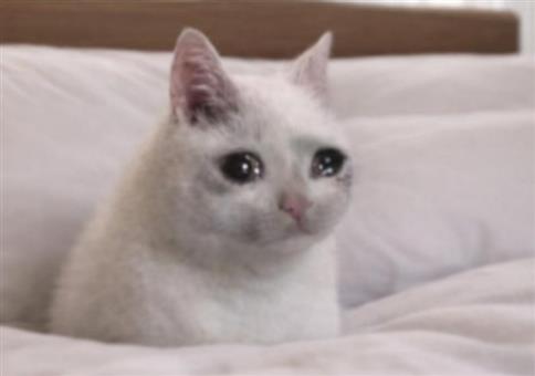 Picdump Nr. 967 (Hornoxe.com)