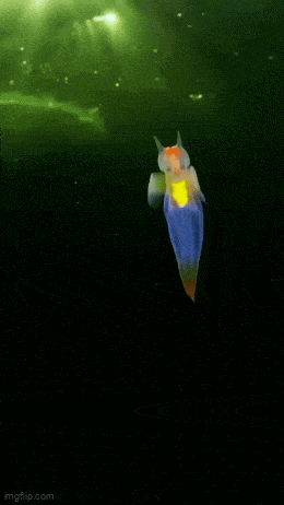 Gifdump Nr. 260115 (Barnorama.com)