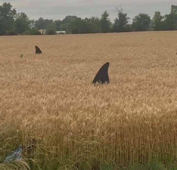 Picdump Nr. 1925 (Klyker.com)