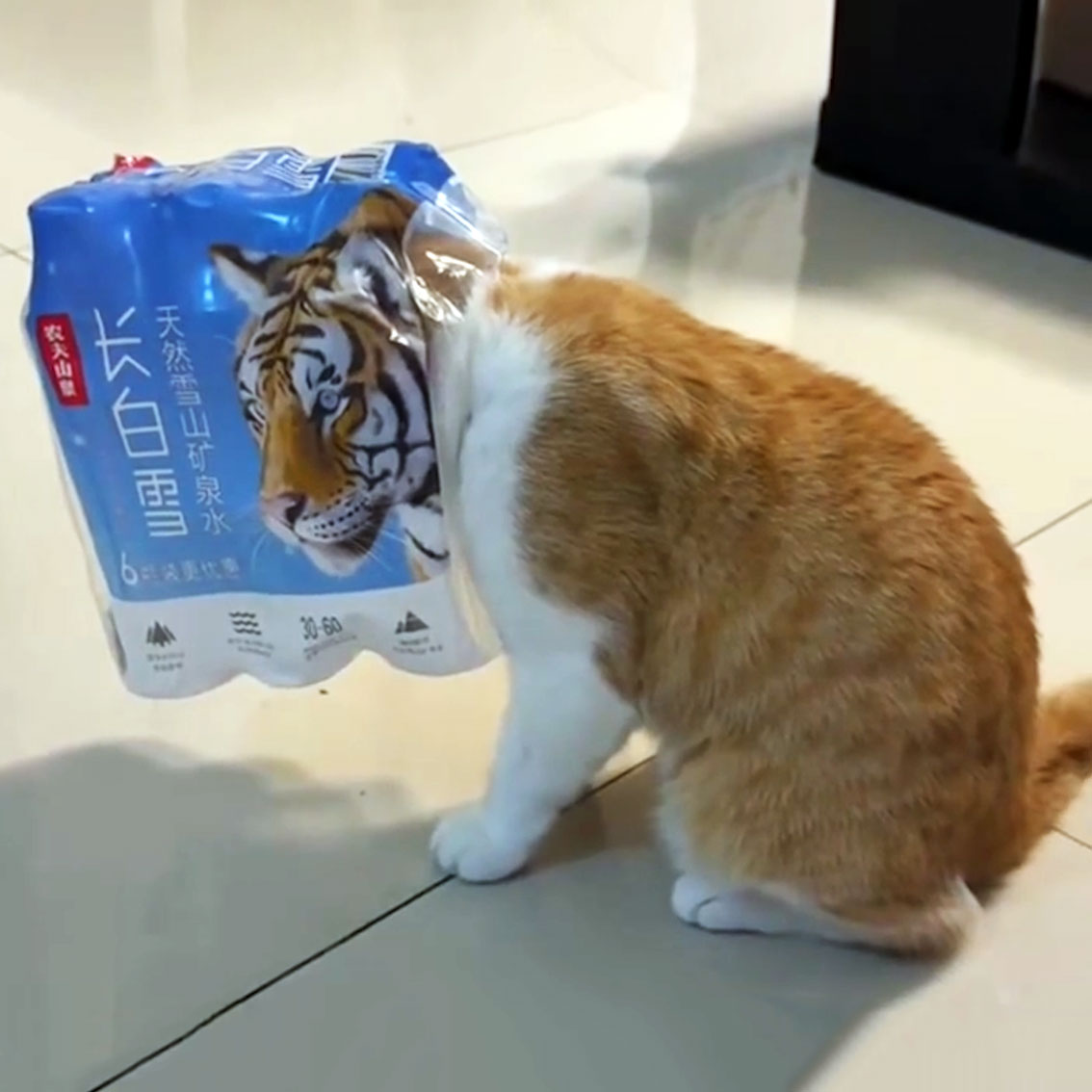 Viddump: „WIN Compilation März 2026“