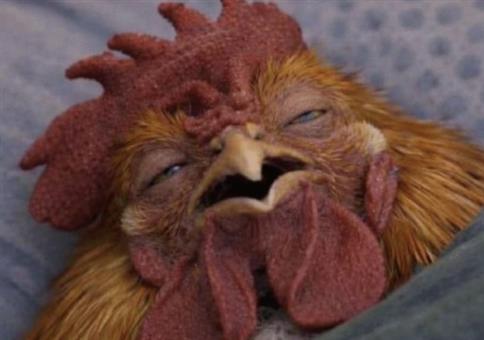 Picdump Nr. 973 (Hornoxe.com)