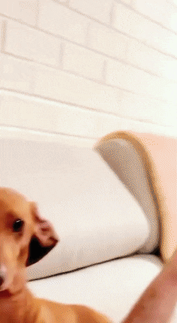 Gifdump Nr. 260409 (Barnorama.com)