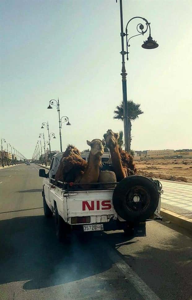 Picdump Nr. 1960 (Klyker.com)