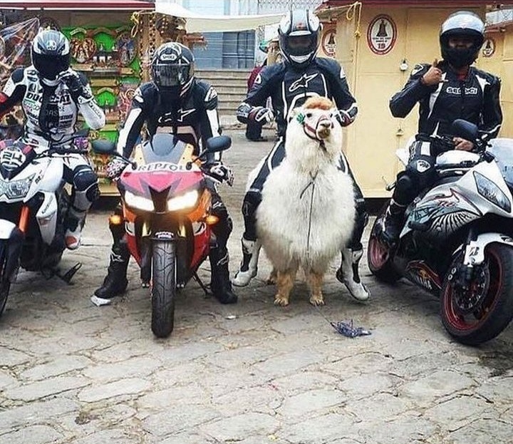 Picdump Nr. 260403 (Zefirka.net)