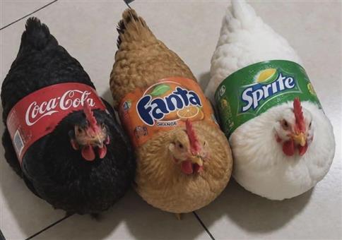 Picdump Nr. 980 (Hornoxe.com)